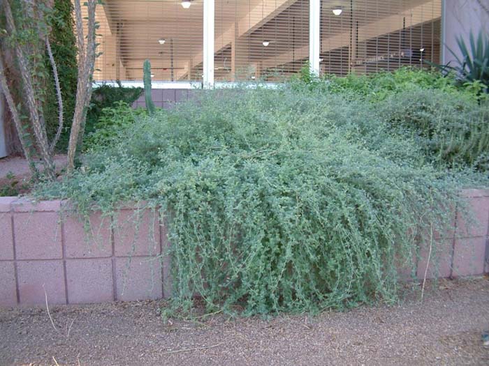 Plant photo of: Dalea greggii