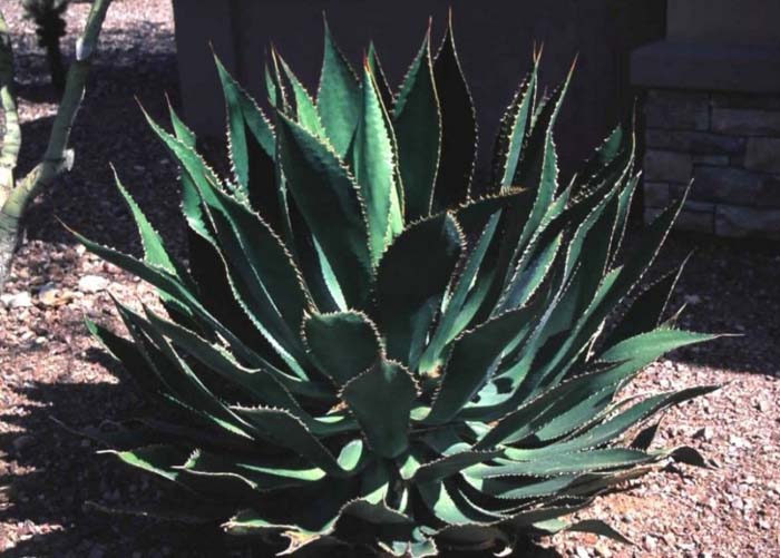 Plant photo of: Agave bovicornuta