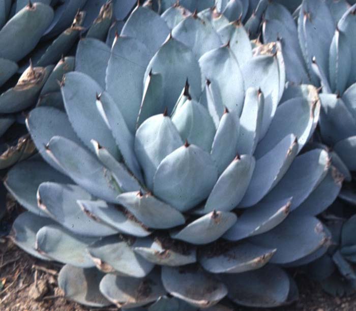 Plant photo of: Agave parryi var. truncata