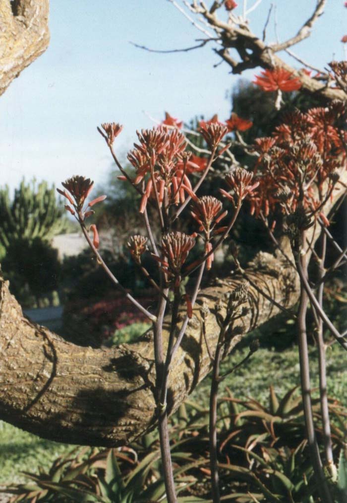 Plant photo of: Aloe saponaria