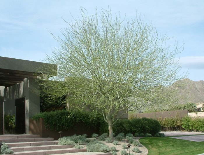 Plant photo of: Parkinsonia praecox