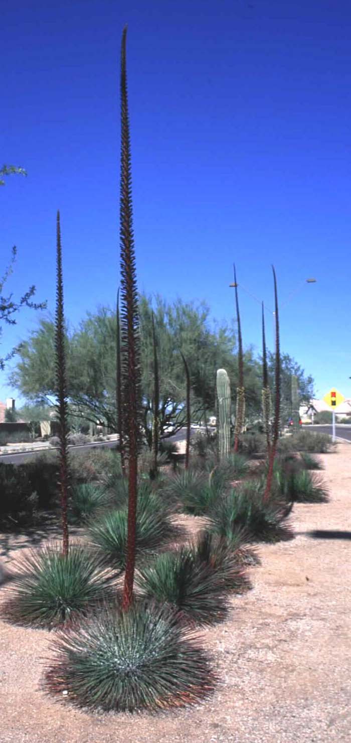 Plant photo of: Agave geminiflora