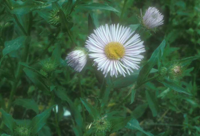 Plant photo of: Erigeron divergens