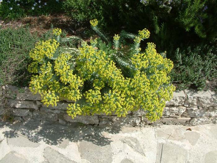 Plant photo of: Euphorbia rigida