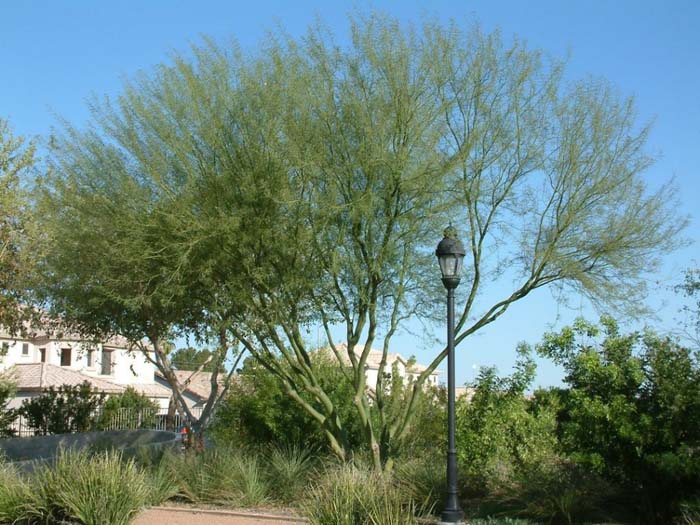 Plant photo of: Parkinsonia 'Desert  Museum'