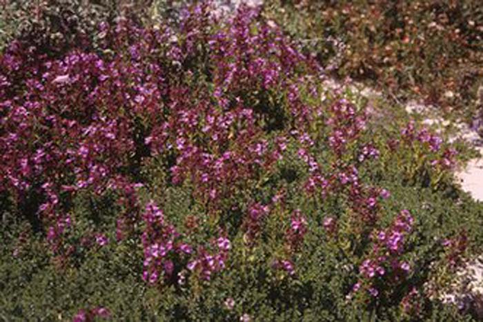 Plant photo of: Teucrium chamaedrys 'Prostratum'