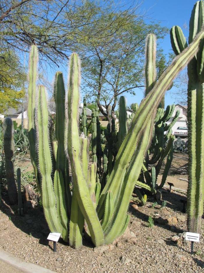 Plant photo of: Lophocereus schotti