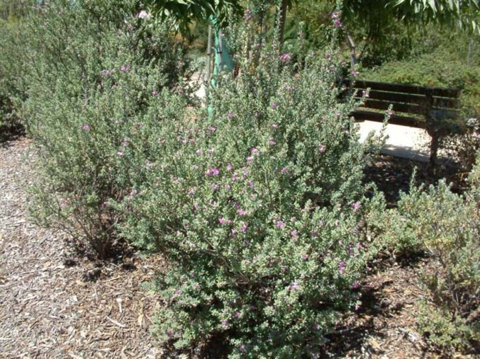 Plant photo of: Leucophyllum frutescens 'Green Cloud'