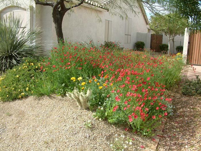 Plant photo of: Linum grandiflorum 'Rubrum'