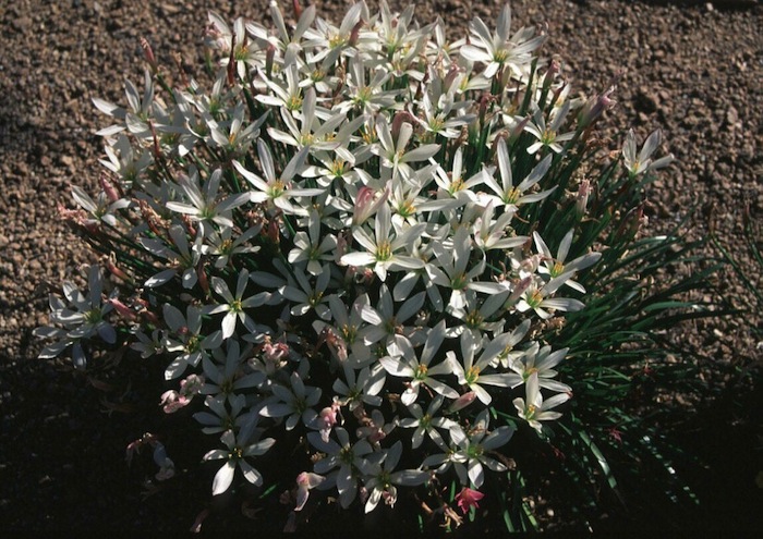 Plant photo of: Zephyranthes candida