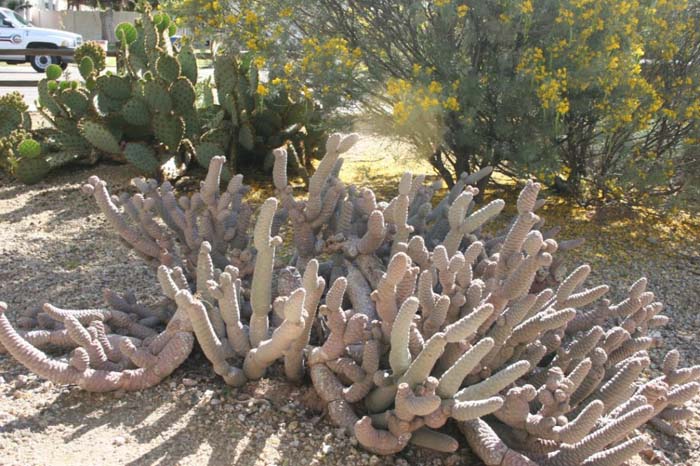 Plant photo of: Tephrocactus articulatus 'inermis'