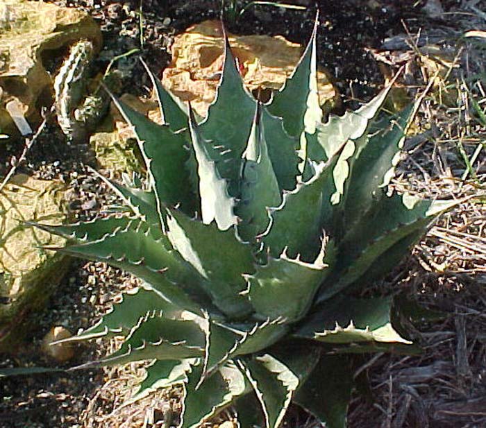 Plant photo of: Agave montana