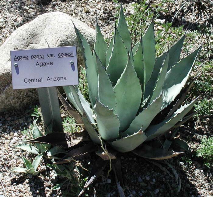 Plant photo of: Agave parryi v. couesii