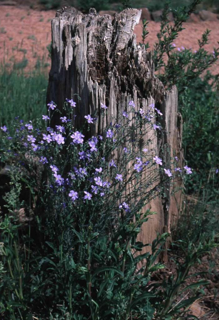 Plant photo of: Linum lewisii