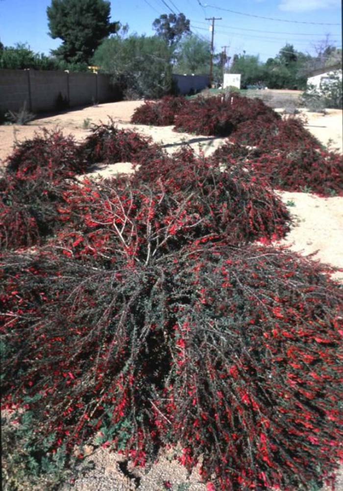 Plant photo of: Eremophila maculata v. brevifolia