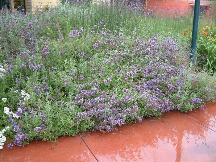 Plant photo of: Salvia X clevelandii 'Allen Chickering'