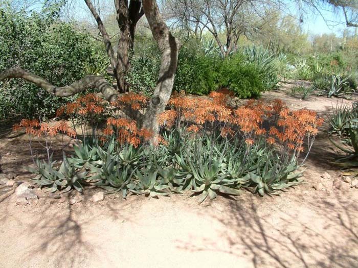 Plant photo of: Aloe striata