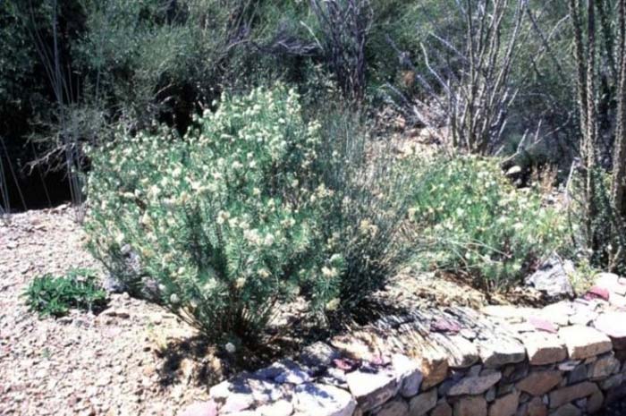 Plant photo of: Asclepias linaria