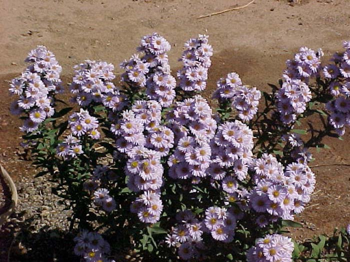 Plant photo of: Aster praealtus