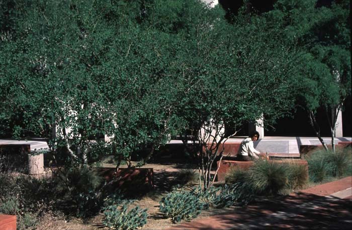 Plant photo of: Bauhinia lunariodes 'White'