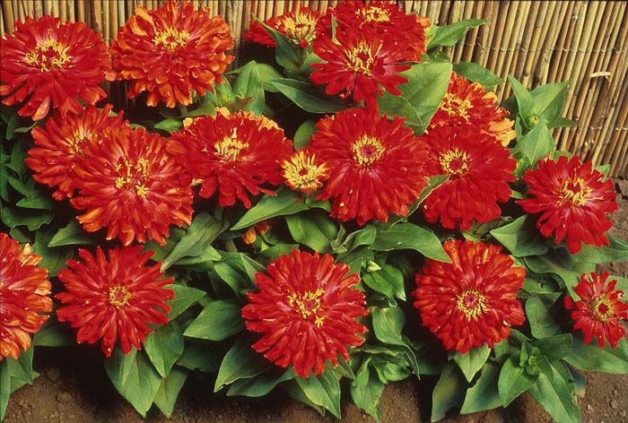 Plant photo of: Zinnia elegans x angustifolia