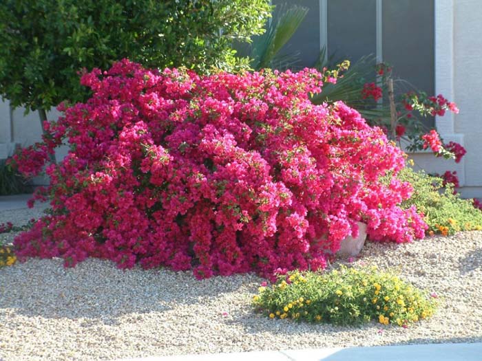 Plant photo of: Bougainvillea spectablis 'Magenta'