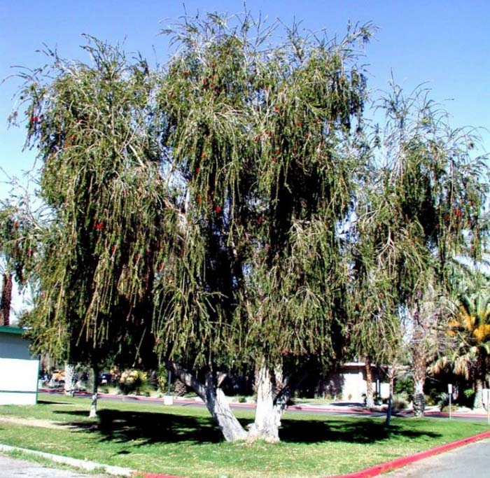 Plant photo of: Callistemon viminalis