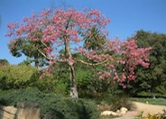 Silk Floss Tree