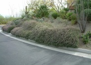 Trailing Indigo Bush