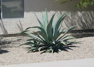 Weber's Agave