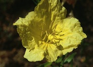 Sundrops, Desert Sundrops