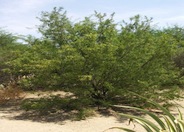 Desert Willow