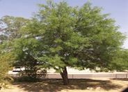 Argentine Mesquite