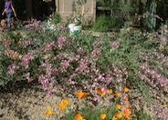 Globe Mallow