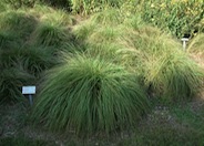 Deer Grass