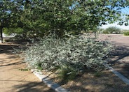 Woolly Butterfly Bush