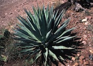 Palmer's Agave