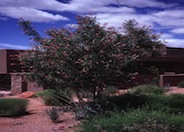 Desert Willow Lucretia Hamilton