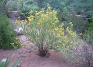 Shrubby Senna