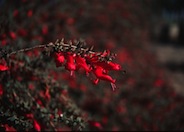 Red Eremophila