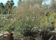 Mexican Tree Ocotillo or Coach Whip