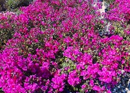 Shrub Bougainvillea, Temple Fire