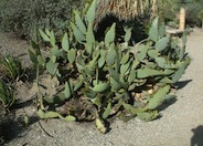 Cow Tongue Prickly Pear