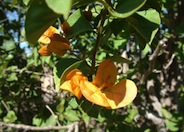 Bougainvillea, California Gold